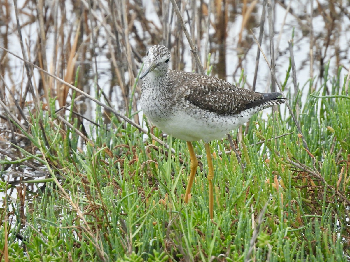 Greater Yellowlegs - ML646093177