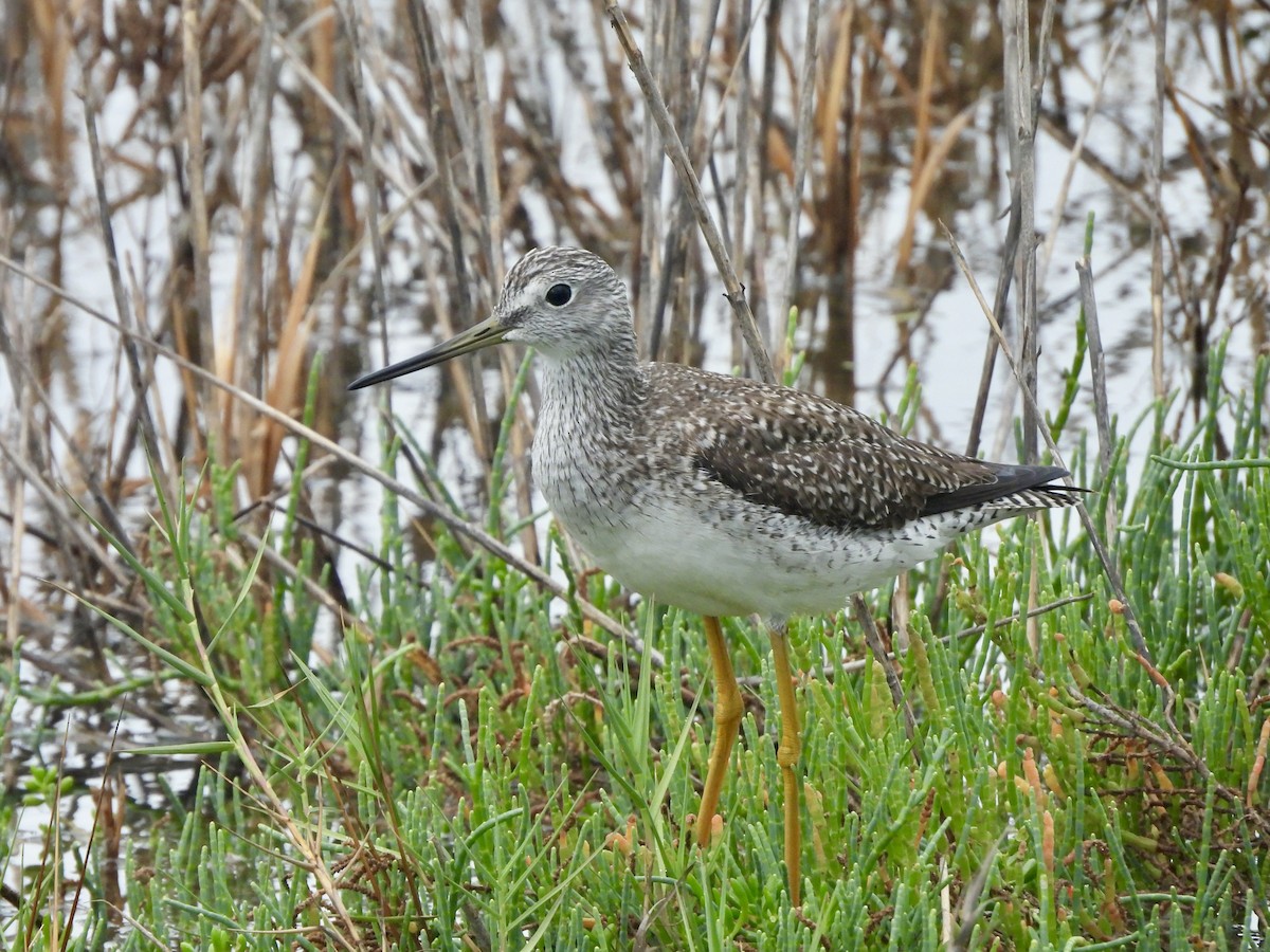 Greater Yellowlegs - ML646093178