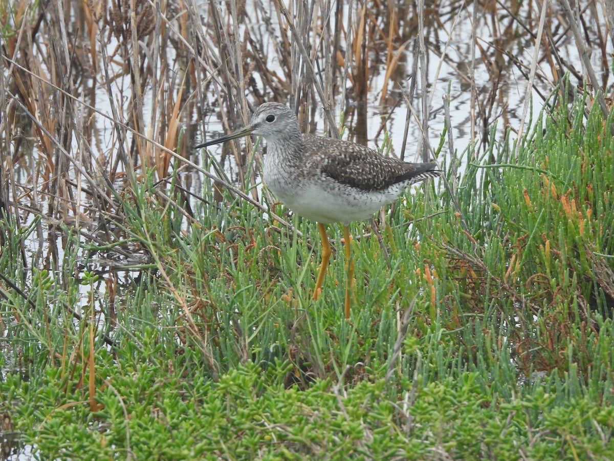 Greater Yellowlegs - ML646093179