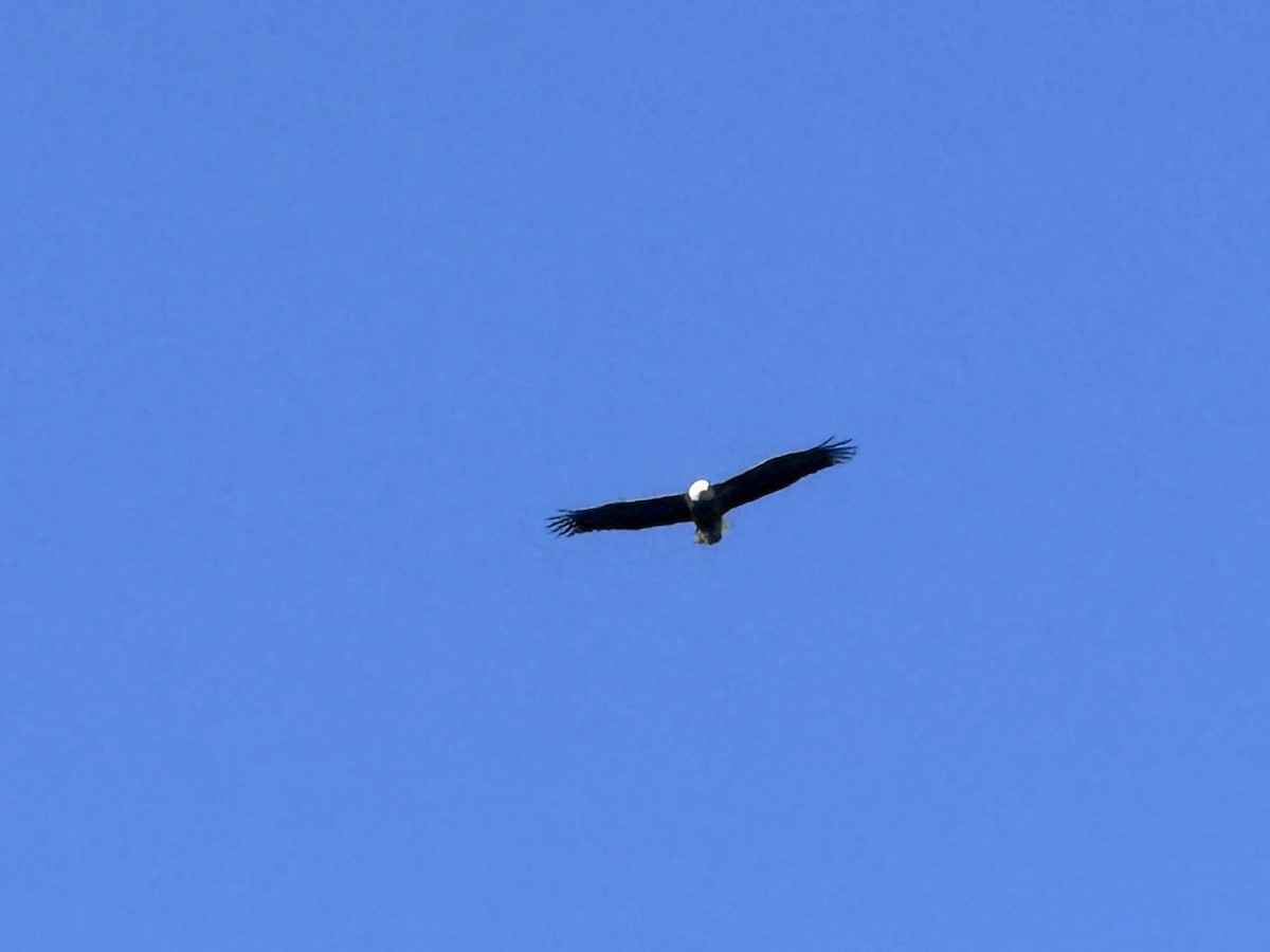 Bald Eagle - ML646093180