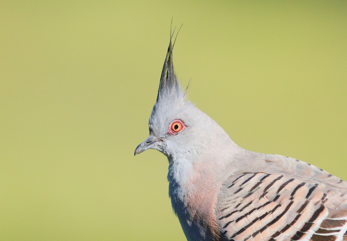 Crested Pigeon - ML646093181