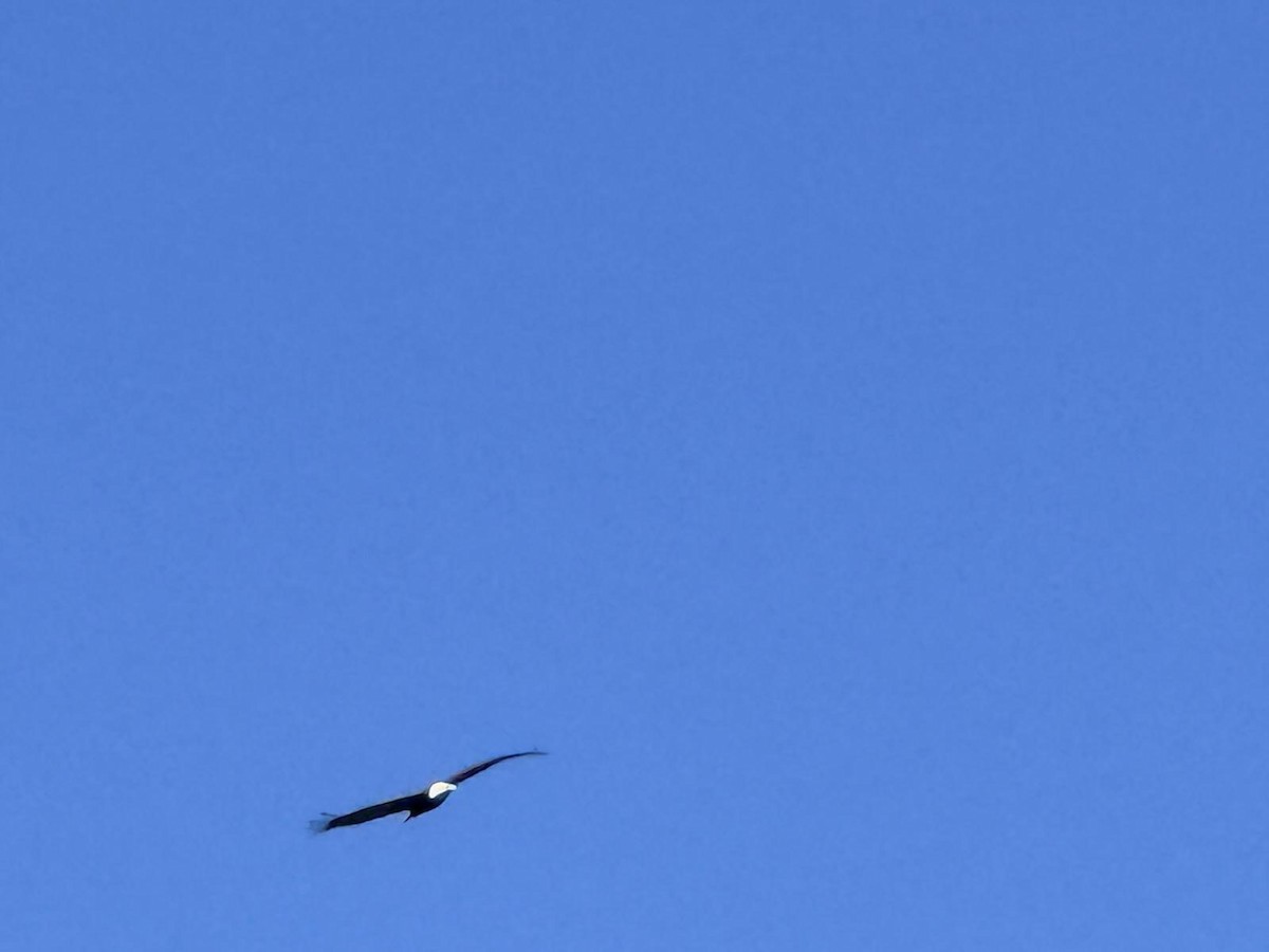 Bald Eagle - ML646093182