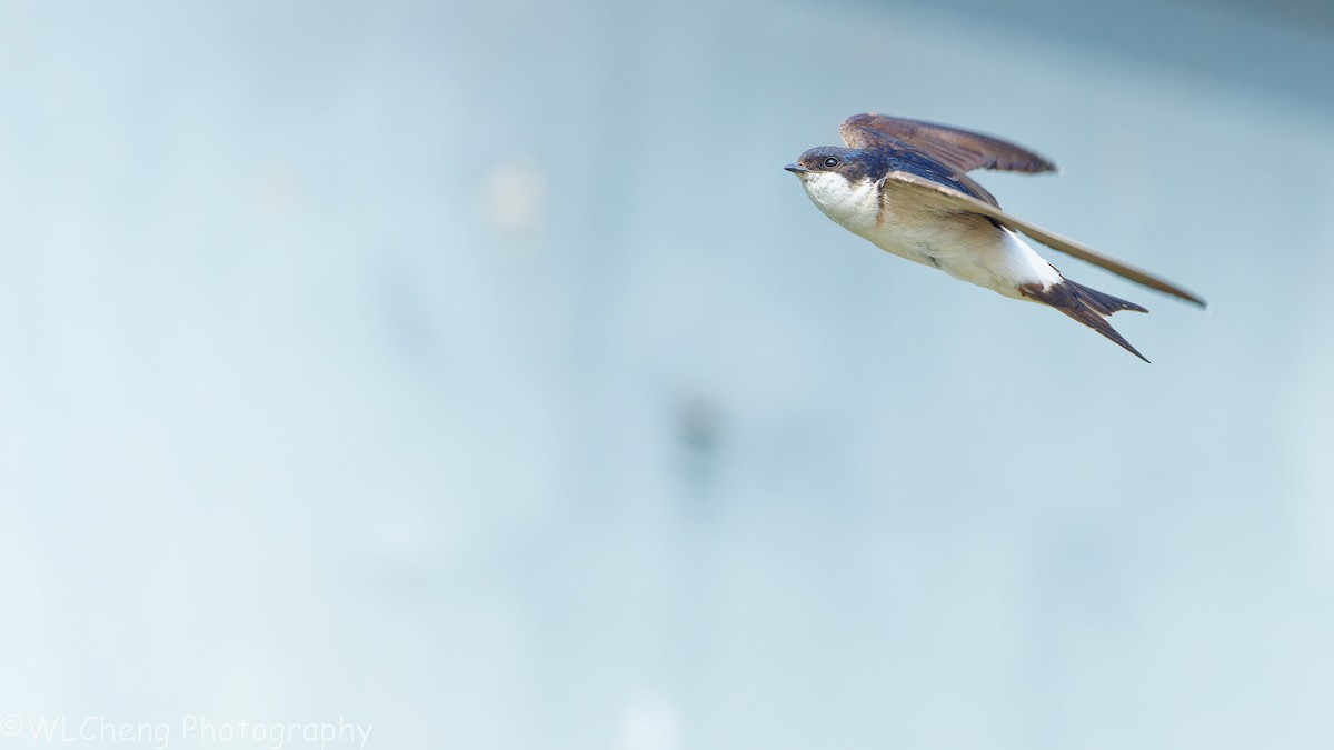 Western House-Martin - ML646093183