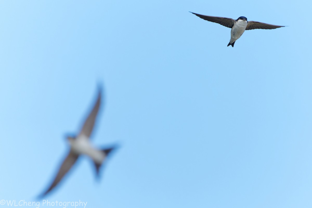 Western House-Martin - ML646093185