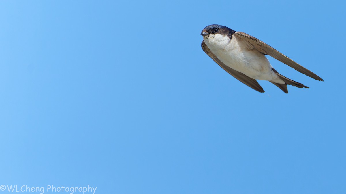 Western House-Martin - ML646093186