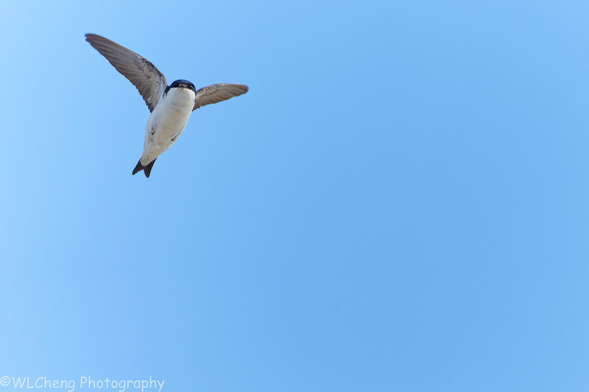 Western House-Martin - ML646093187