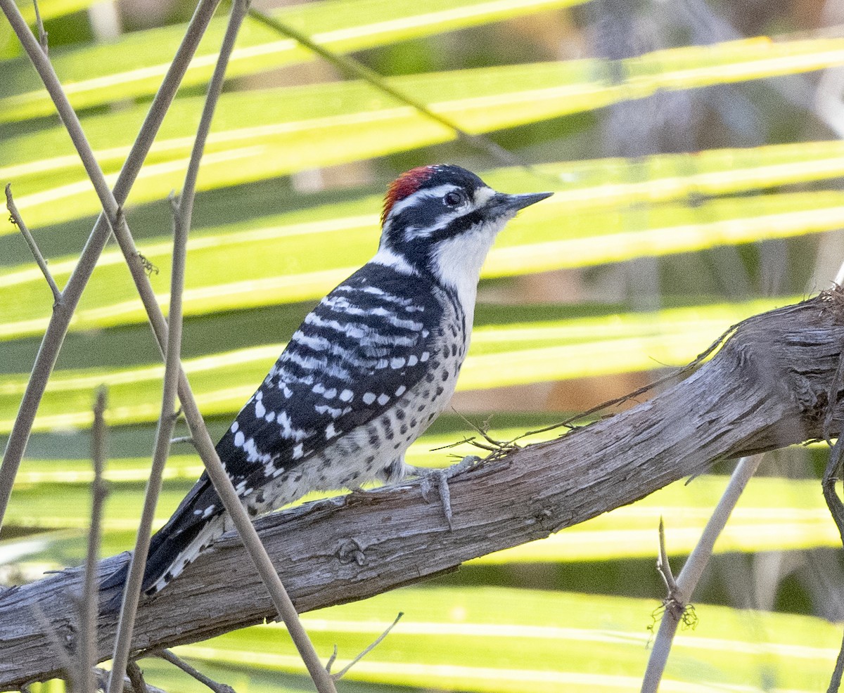 Nuttall's Woodpecker - ML646093188