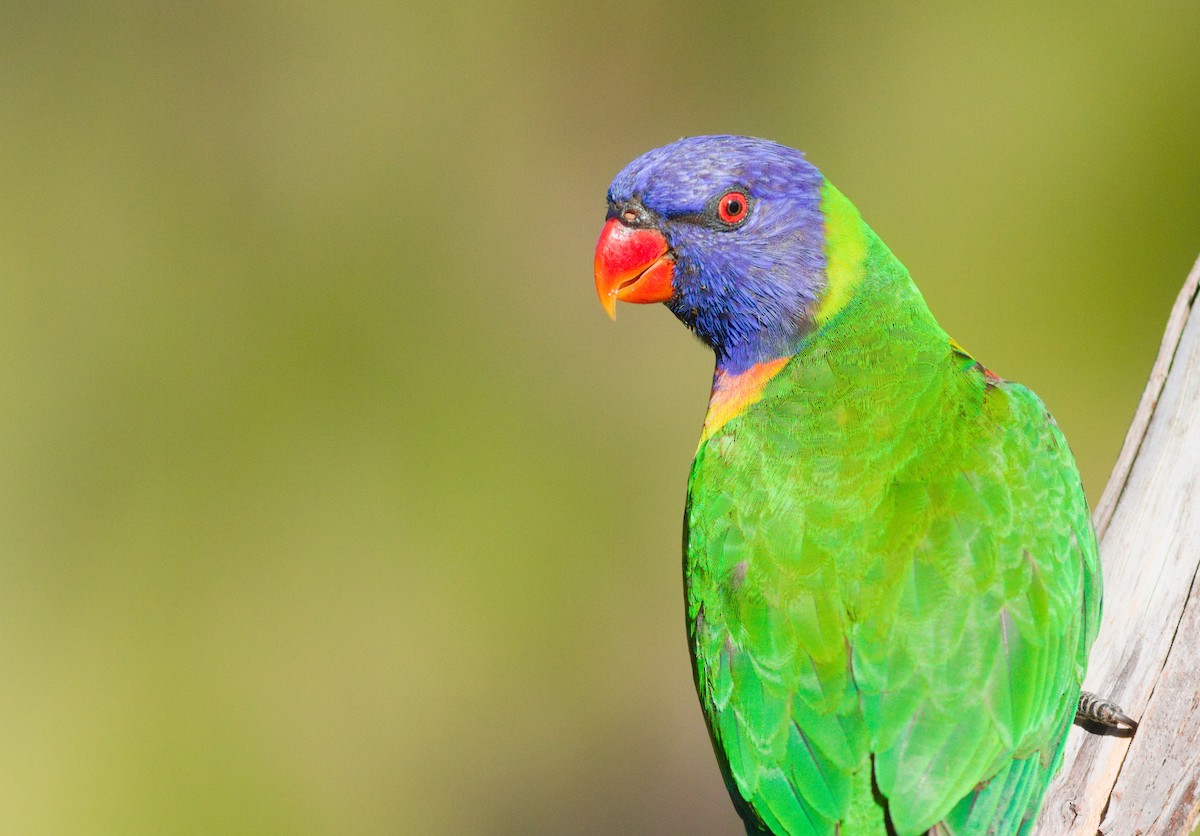 Rainbow Lorikeet - ML646093189