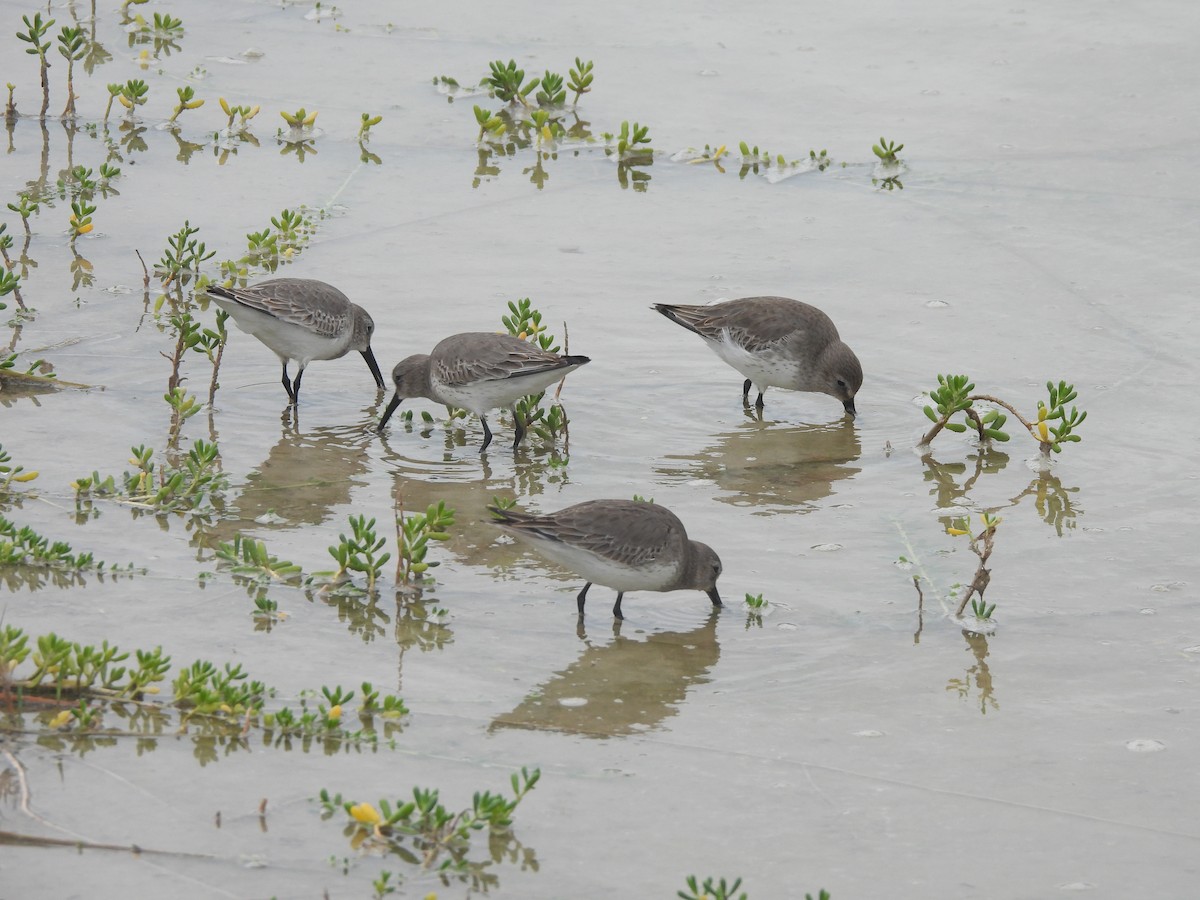 Dunlin - ML646093190