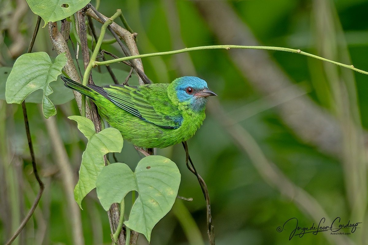 Blue Dacnis - ML646093196
