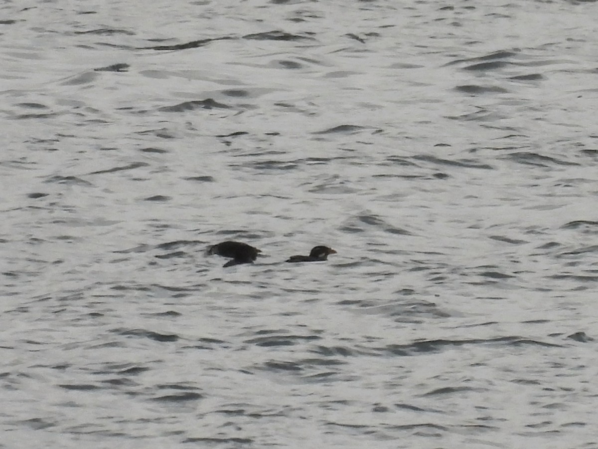 Rhinoceros Auklet - ML646093197