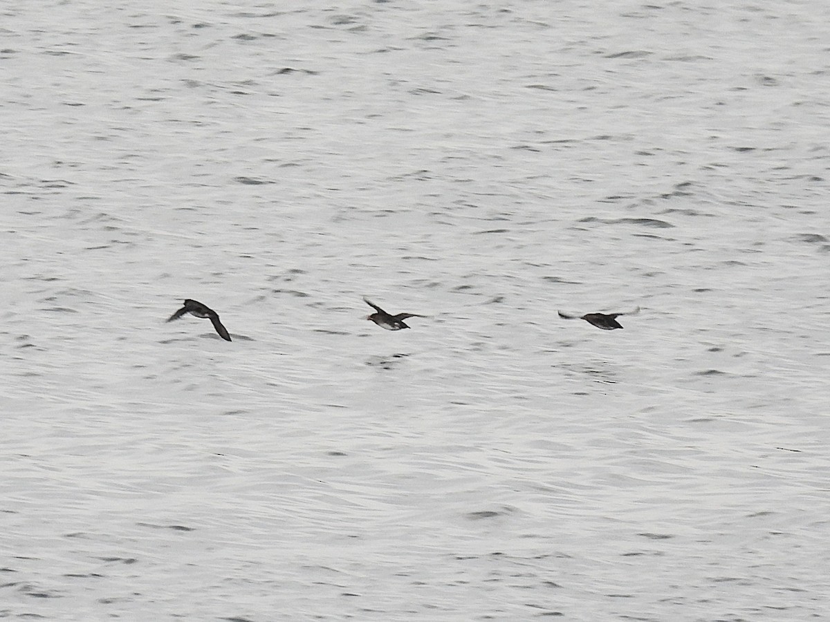 Rhinoceros Auklet - ML646093198