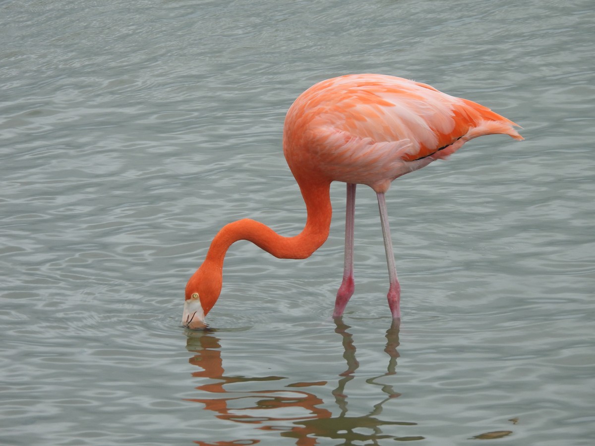 American Flamingo - ML646093201