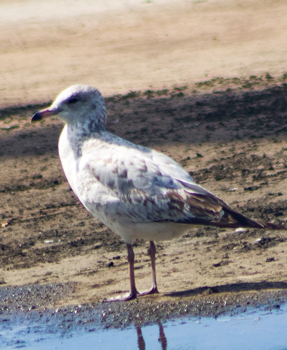 Ring-billed Gull - ML646093202