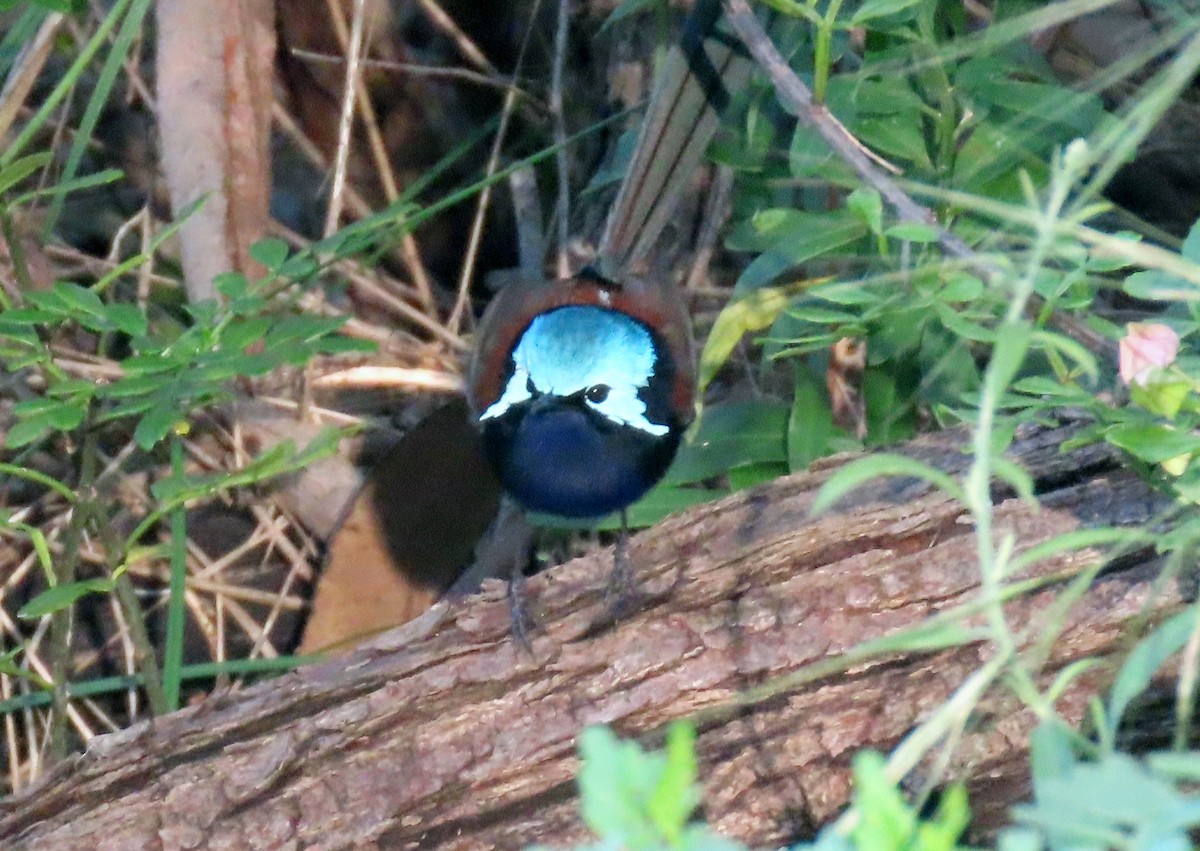 Maluro Elegante - ML646093209