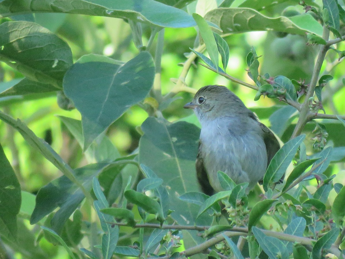 Euler's Flycatcher - ML646093215