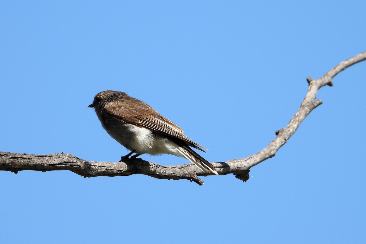 Avustalya Şakıcı Sinekkapanı - ML646093220