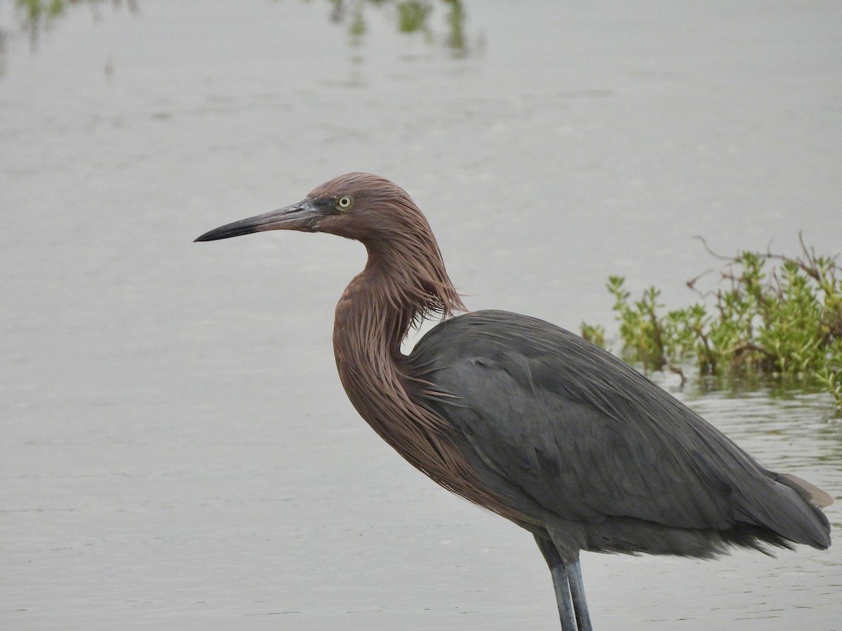 Reddish Egret - ML646093221
