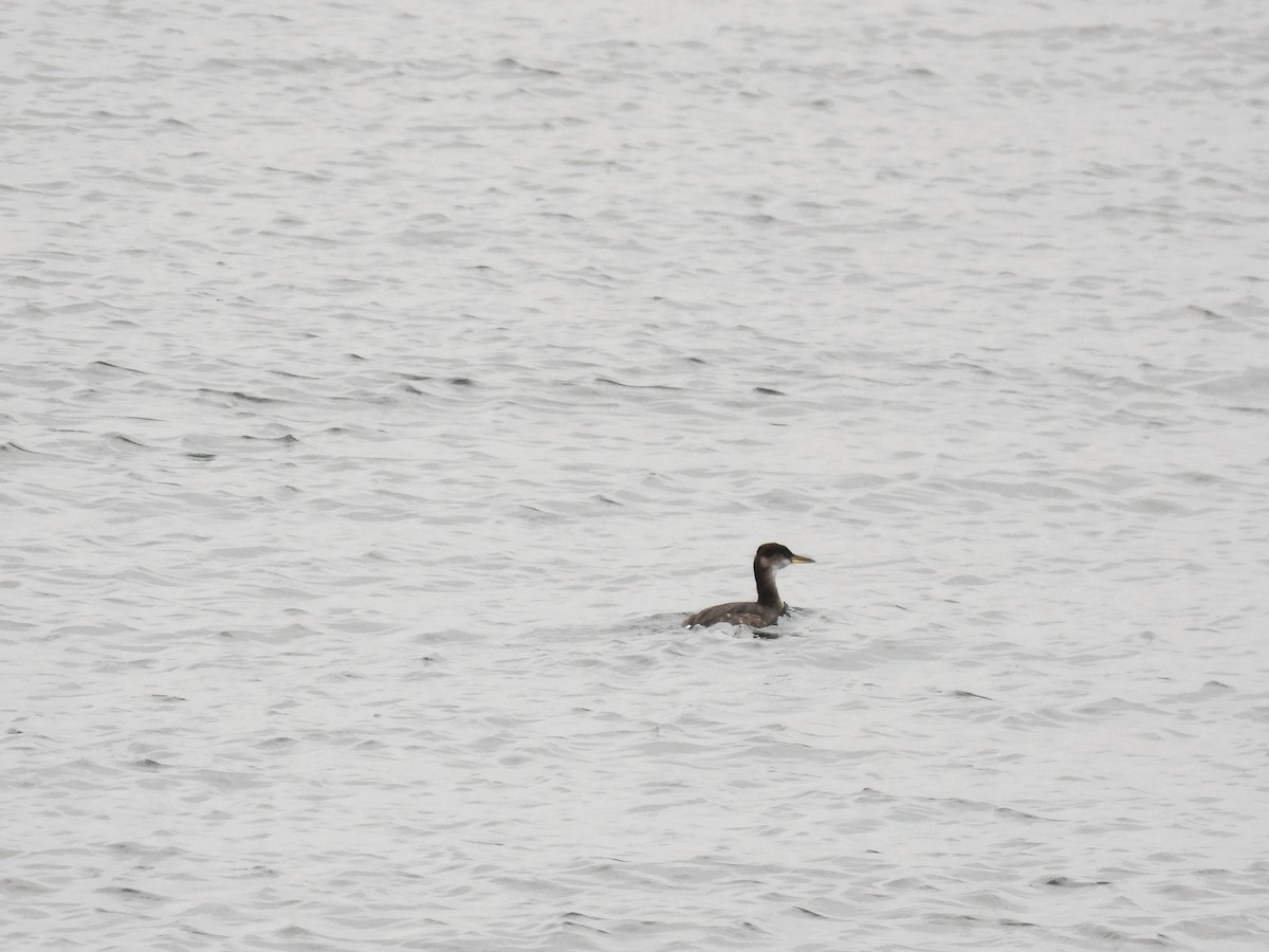 Somormujo Cuellirrojo - ML646093226