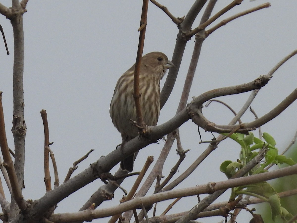 Roselin familier - ML646093227