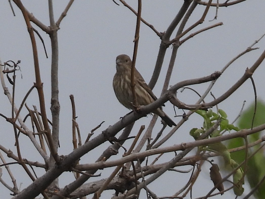 Roselin familier - ML646093228