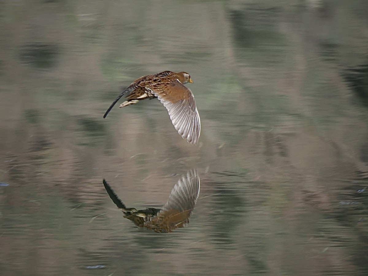 Carolinasumpfhuhn - ML646093233