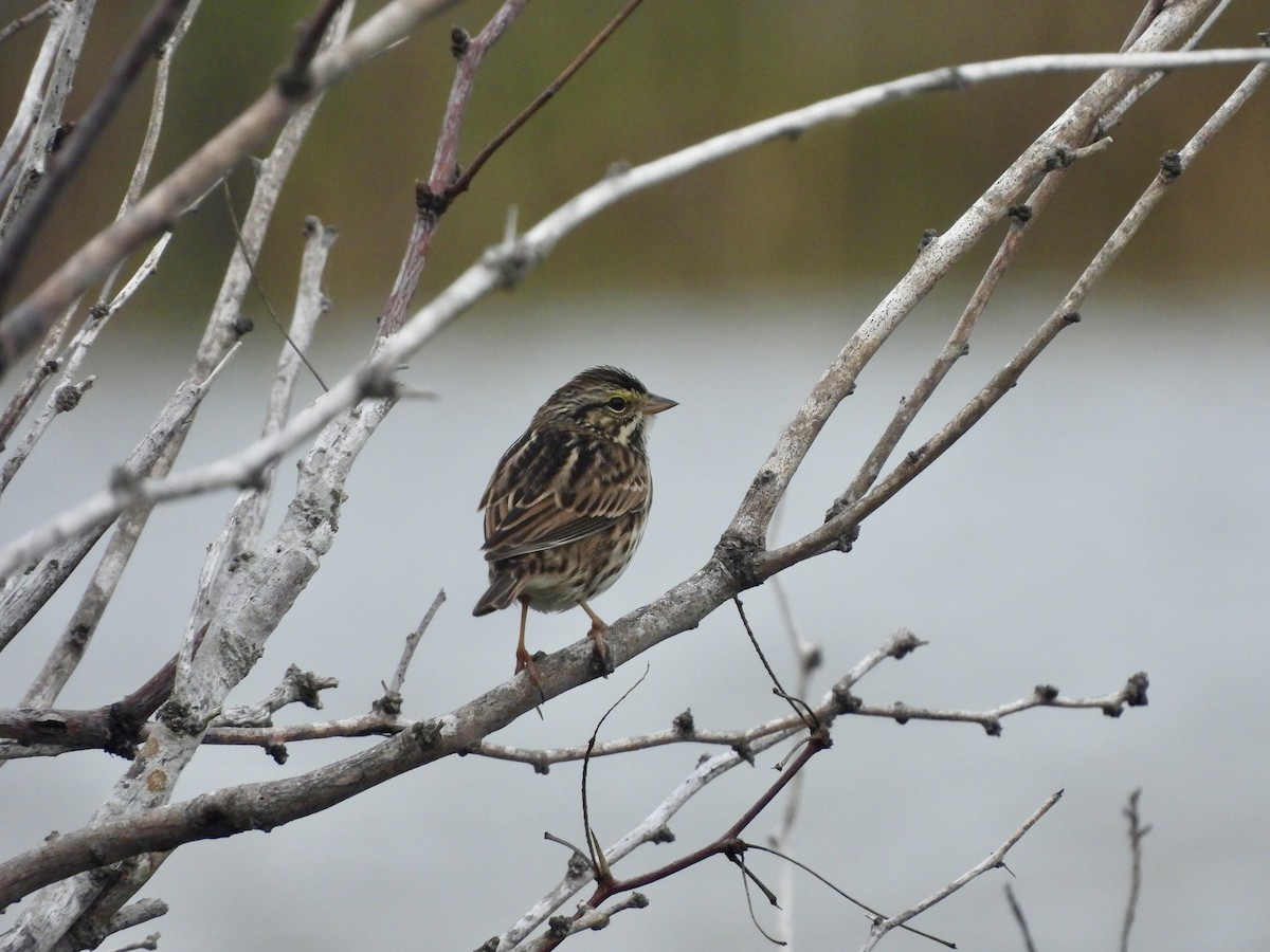 Savannah Sparrow - ML646093234