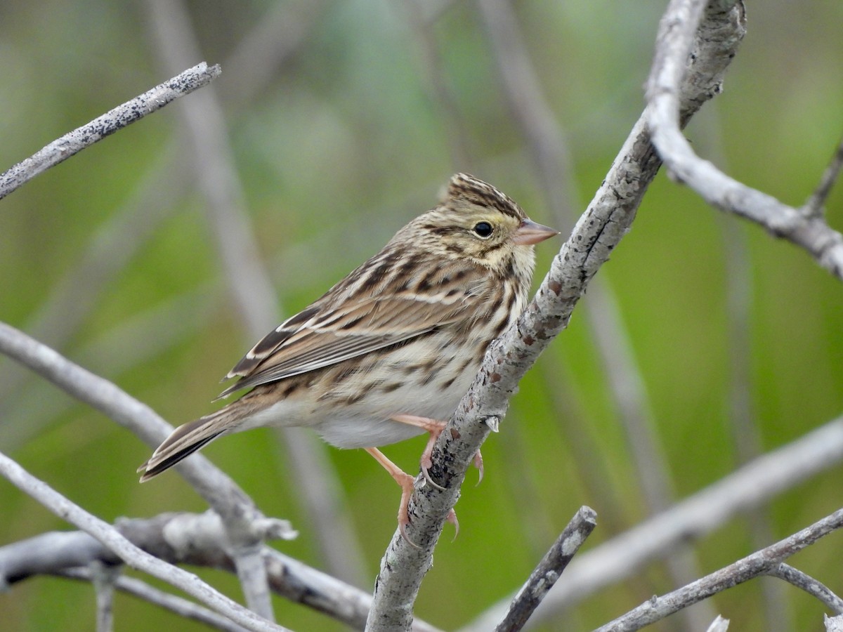 Savannah Sparrow - ML646093237