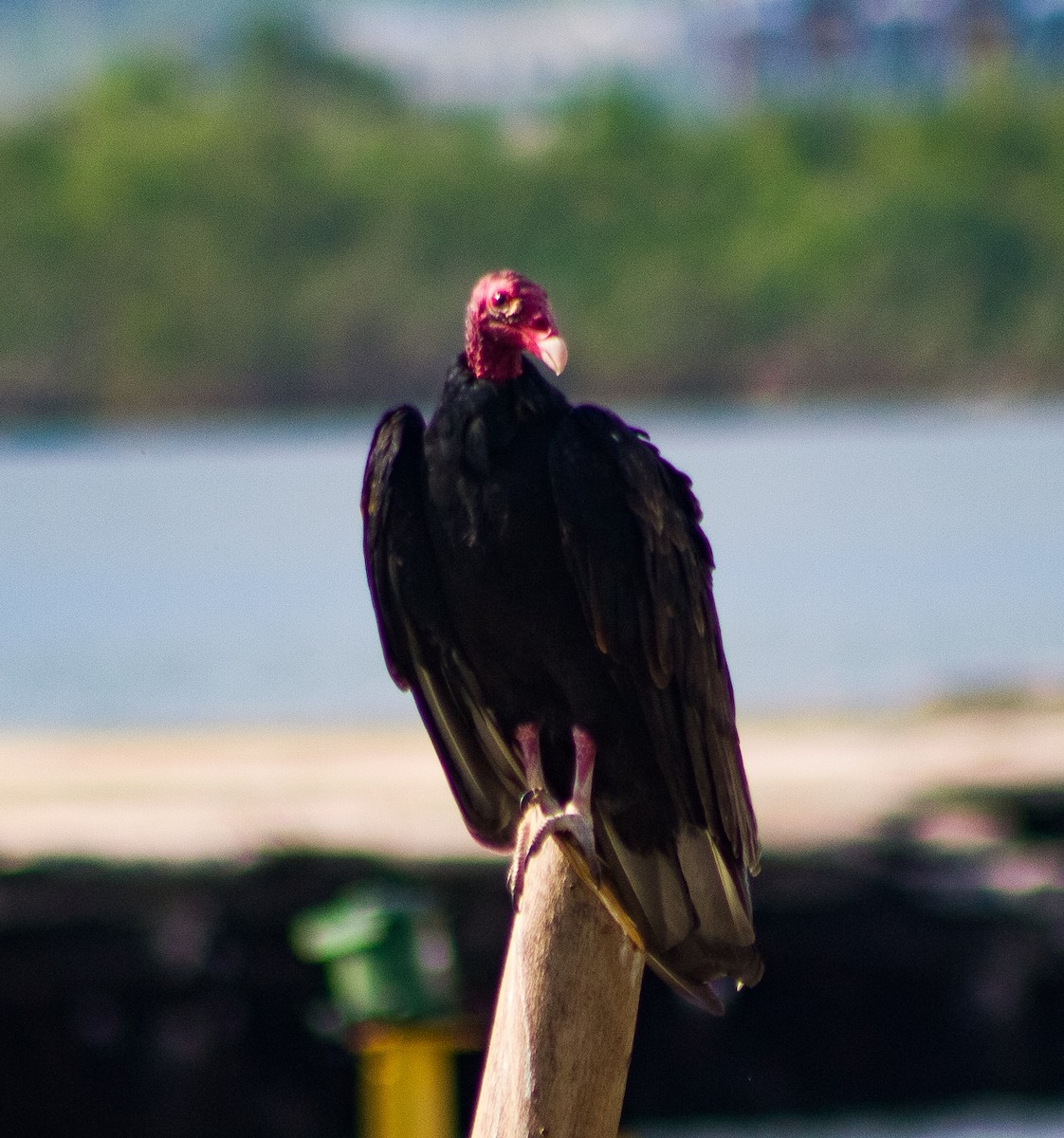 Turkey Vulture - ML646093240