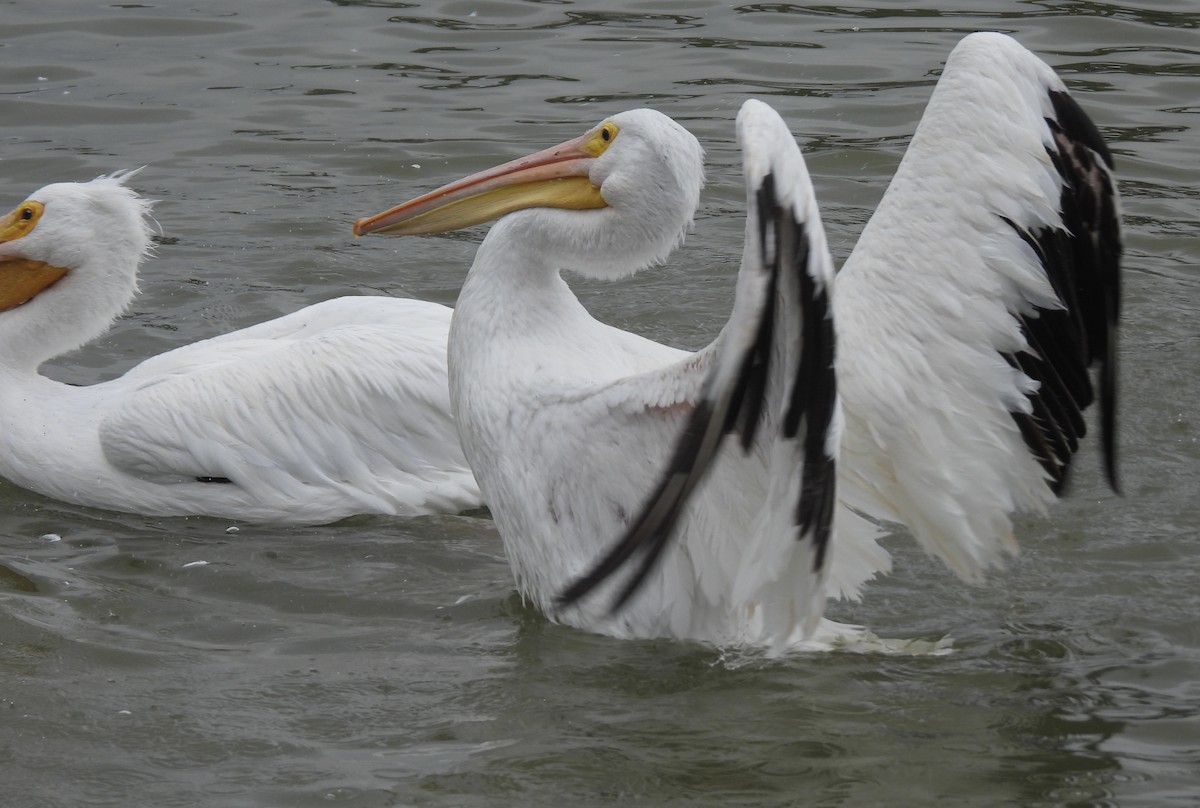 American White Pelican - ML646093242