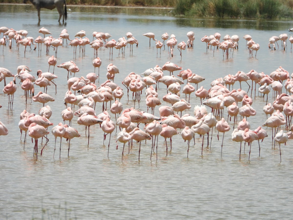 Lesser Flamingo - ML646093248
