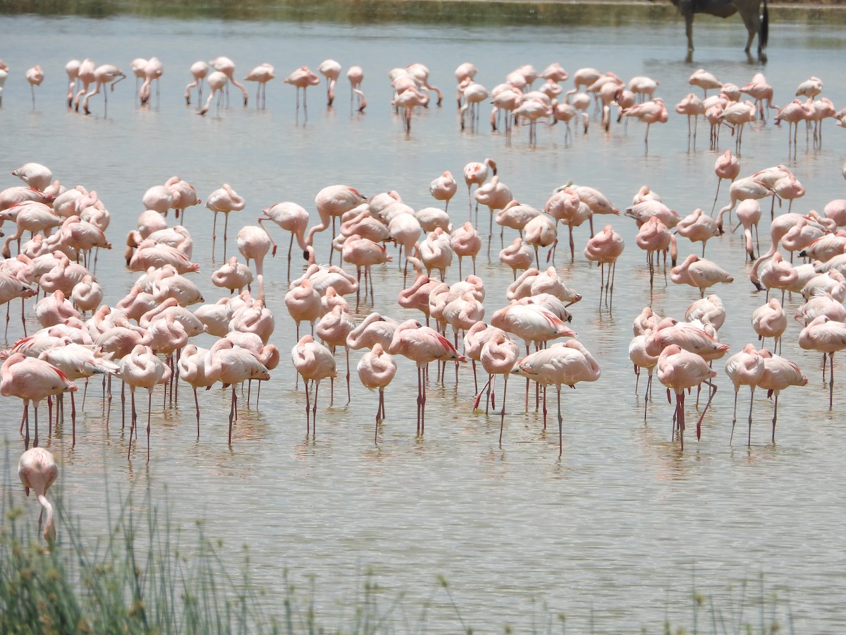 Lesser Flamingo - ML646093249