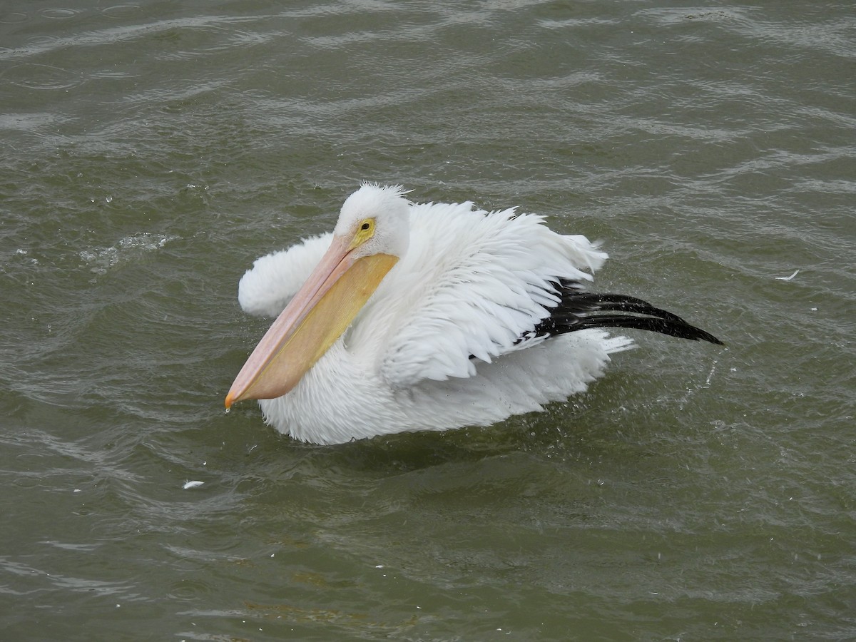 American White Pelican - ML646093250