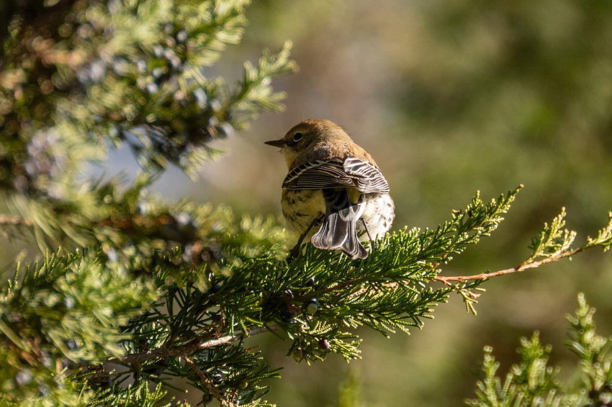 Yellow-rumped Warbler - ML646093251