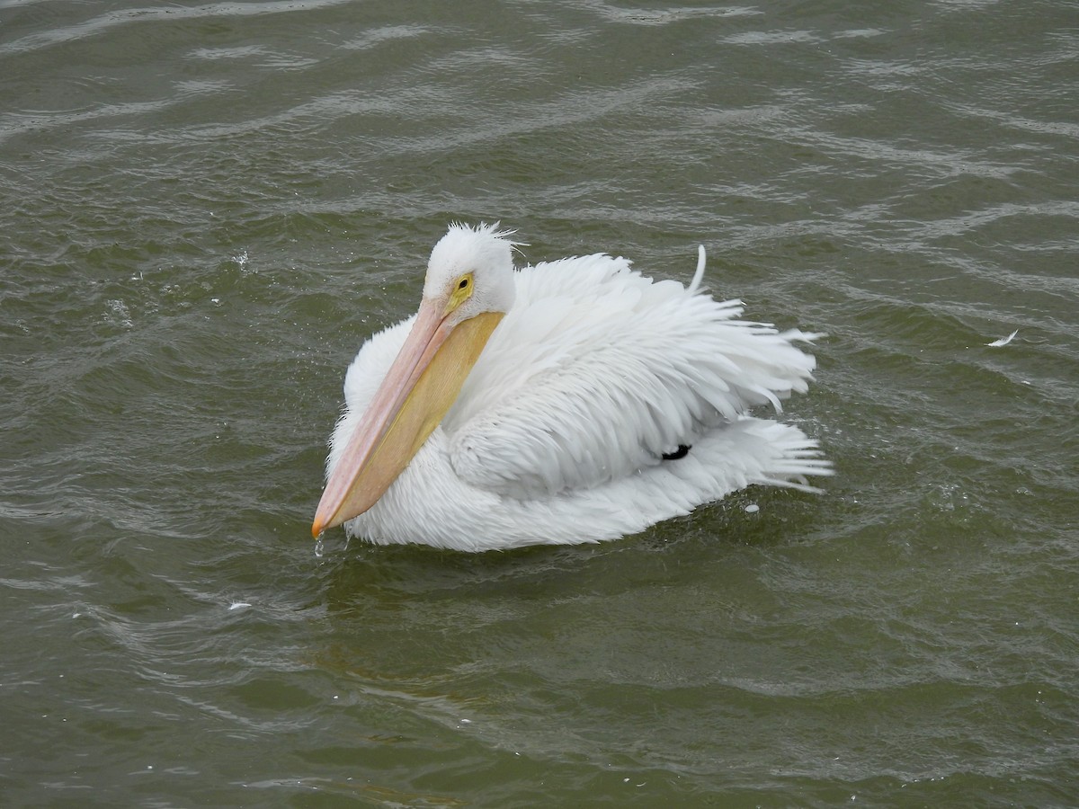 American White Pelican - ML646093254