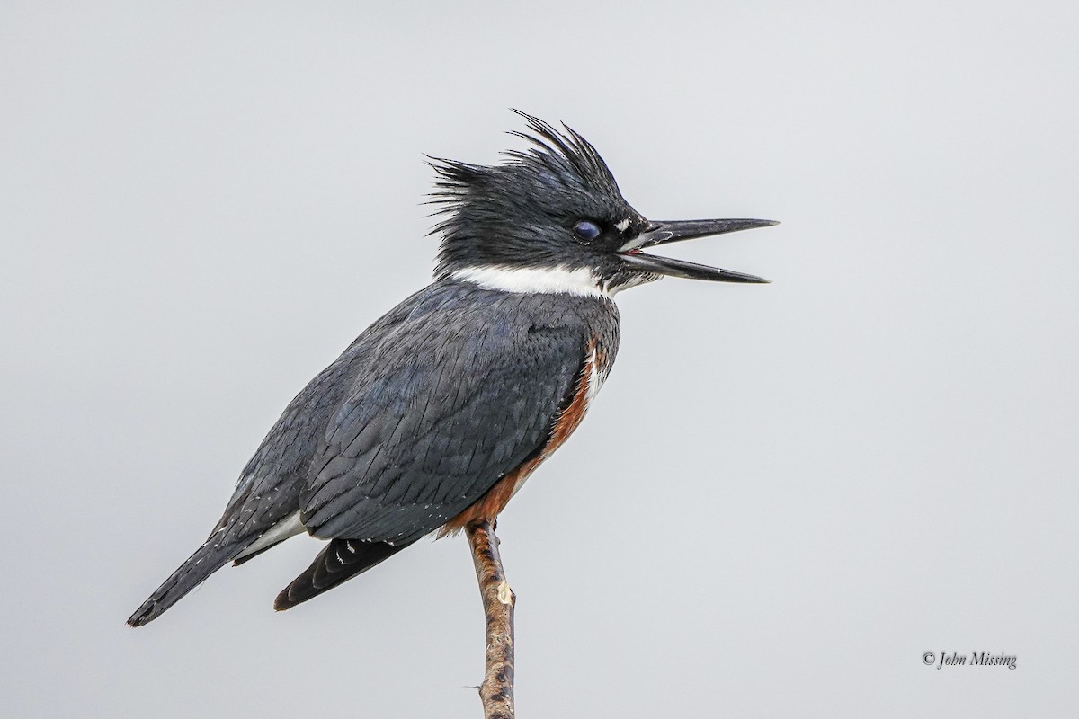 Belted Kingfisher - ML646093255