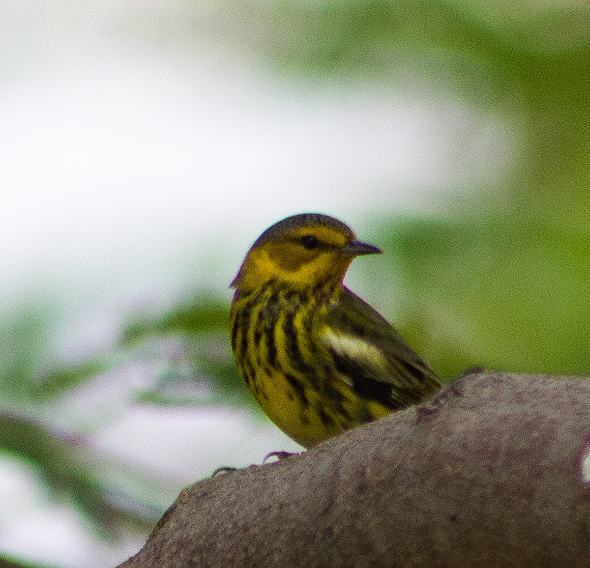 ホオアカアメリカムシクイ - ML646093256