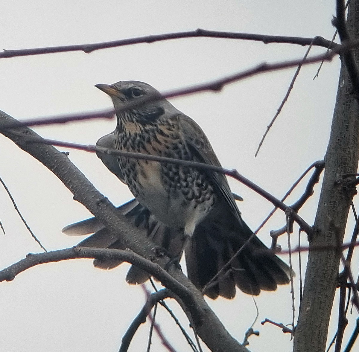 Fieldfare - ML646093260