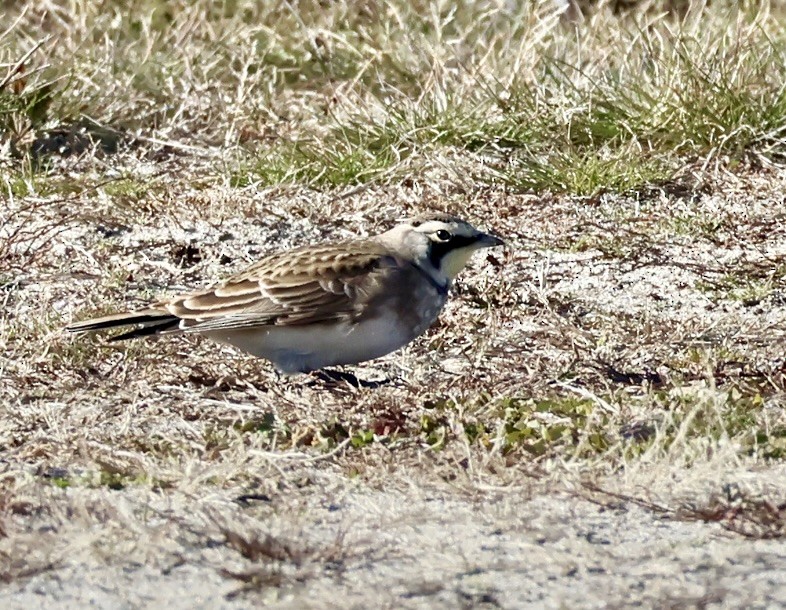 Horned Lark - ML646093284