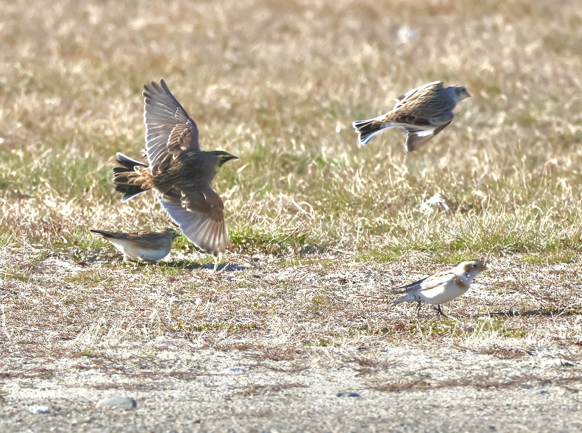 Horned Lark - ML646093285