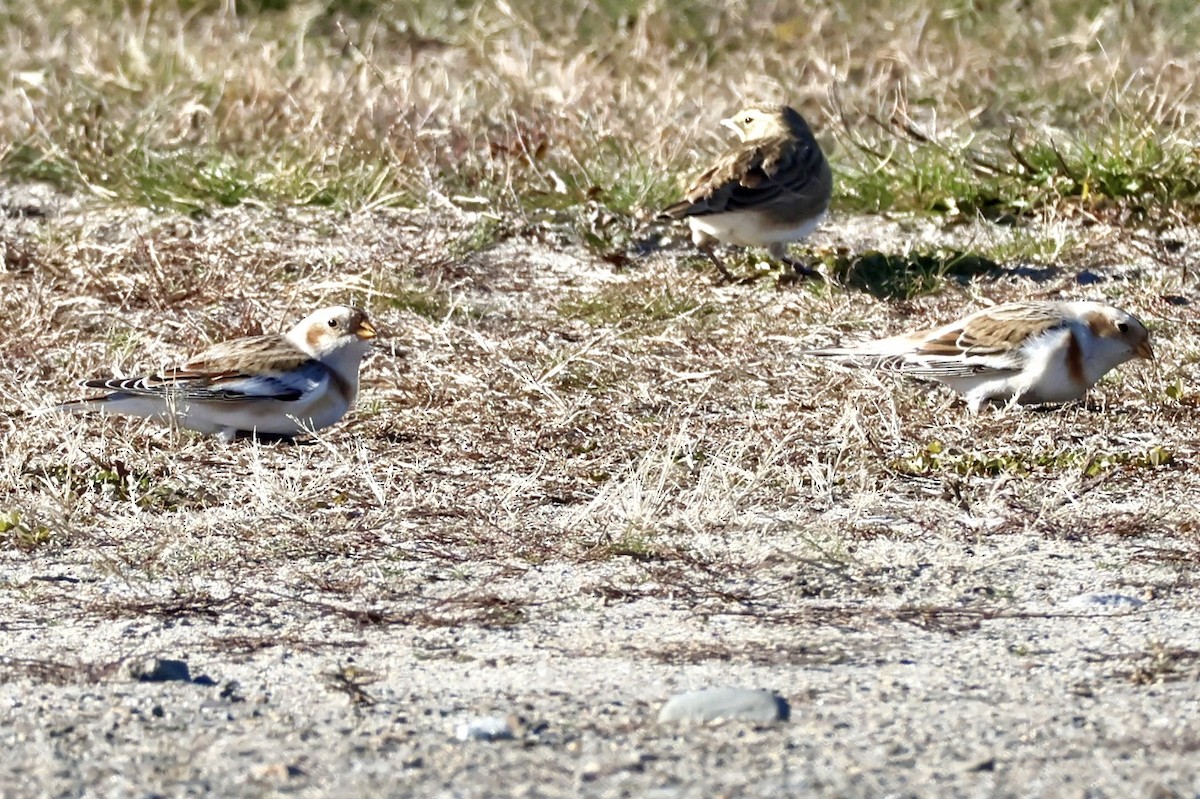 Snow Bunting - ML646093286