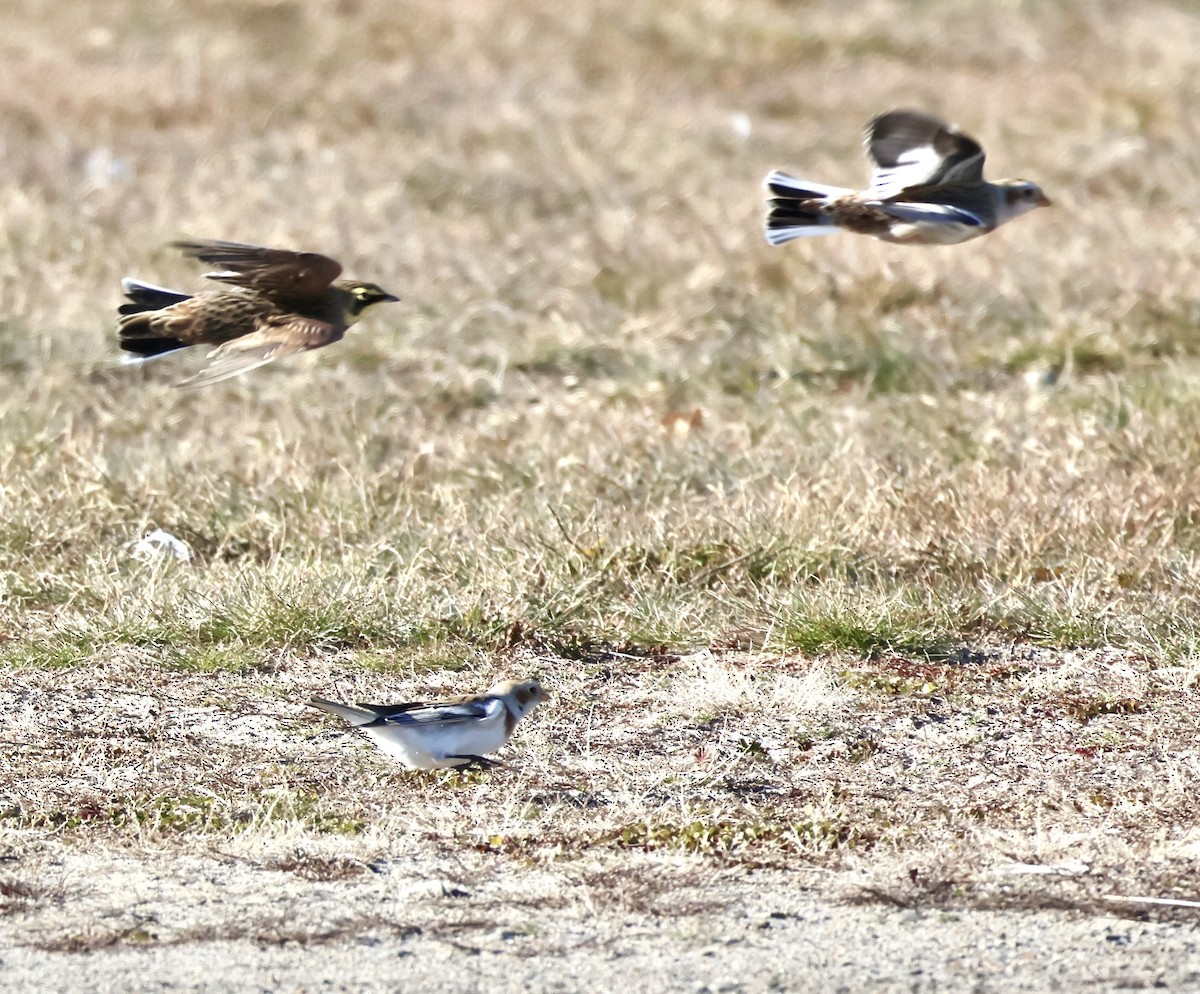 Snow Bunting - ML646093287