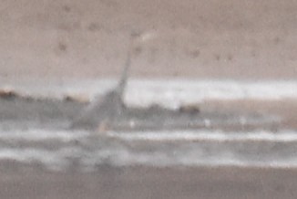 Koartza hauskara amerikarra - ML646093302