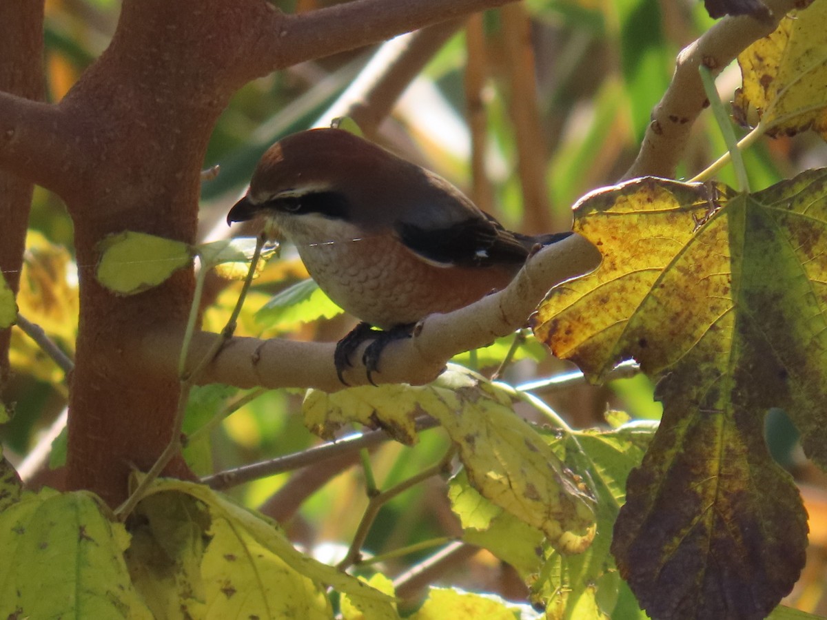 Сорокопуд японський - ML646093304