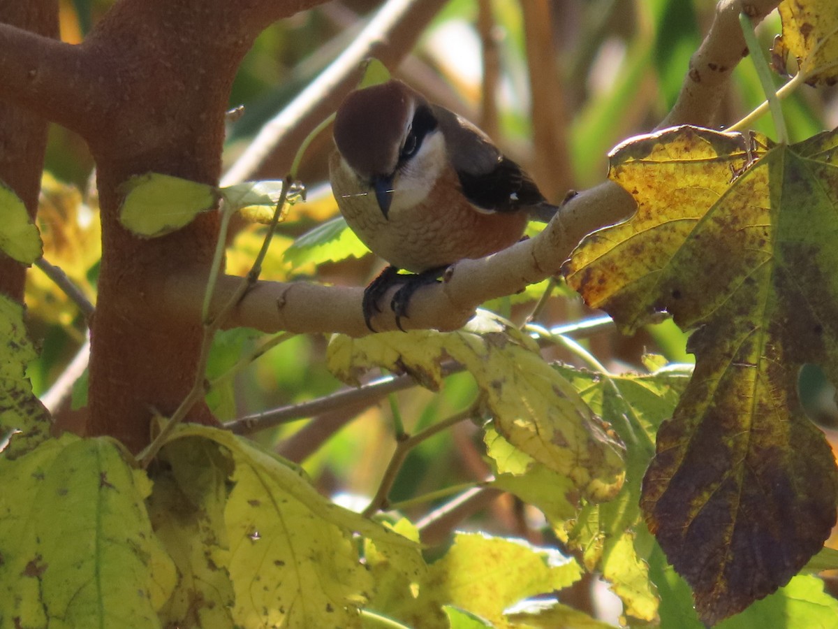 Сорокопуд японський - ML646093305