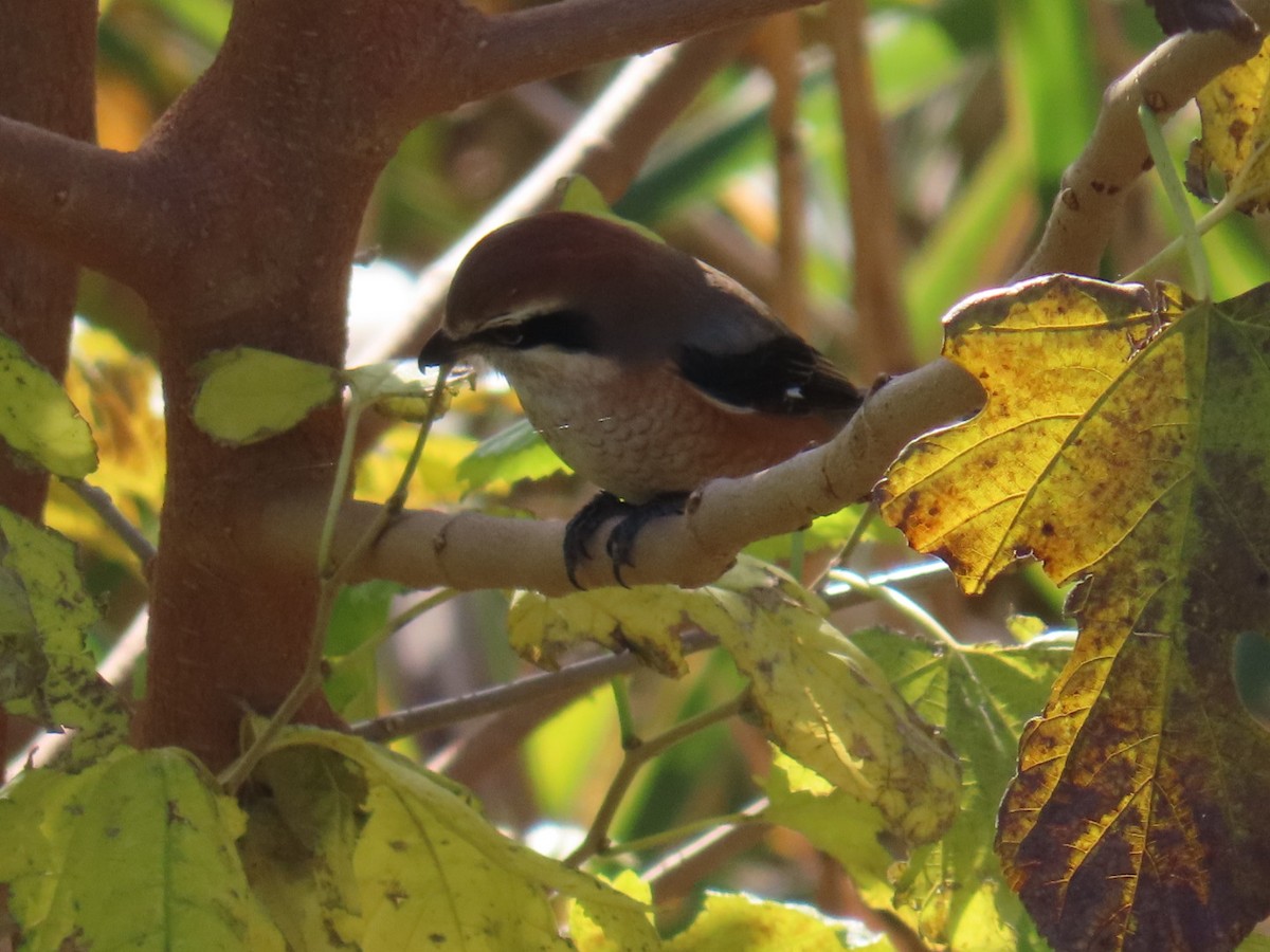 Сорокопуд японський - ML646093306