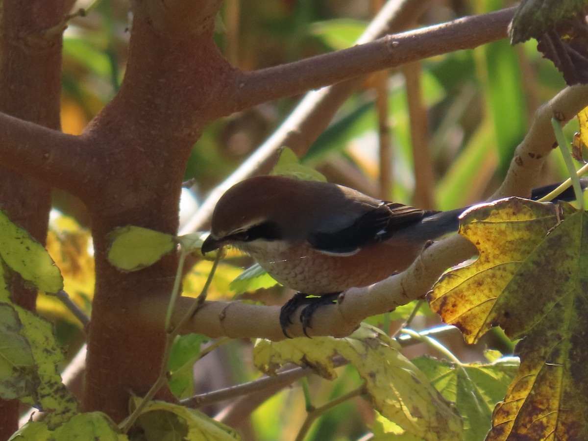 Сорокопуд японський - ML646093307