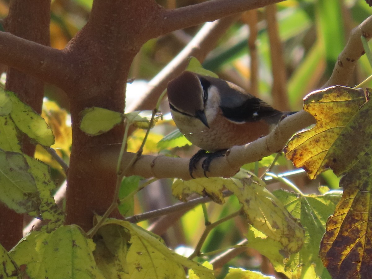 Сорокопуд японський - ML646093308