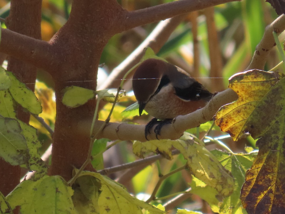 Сорокопуд японський - ML646093309