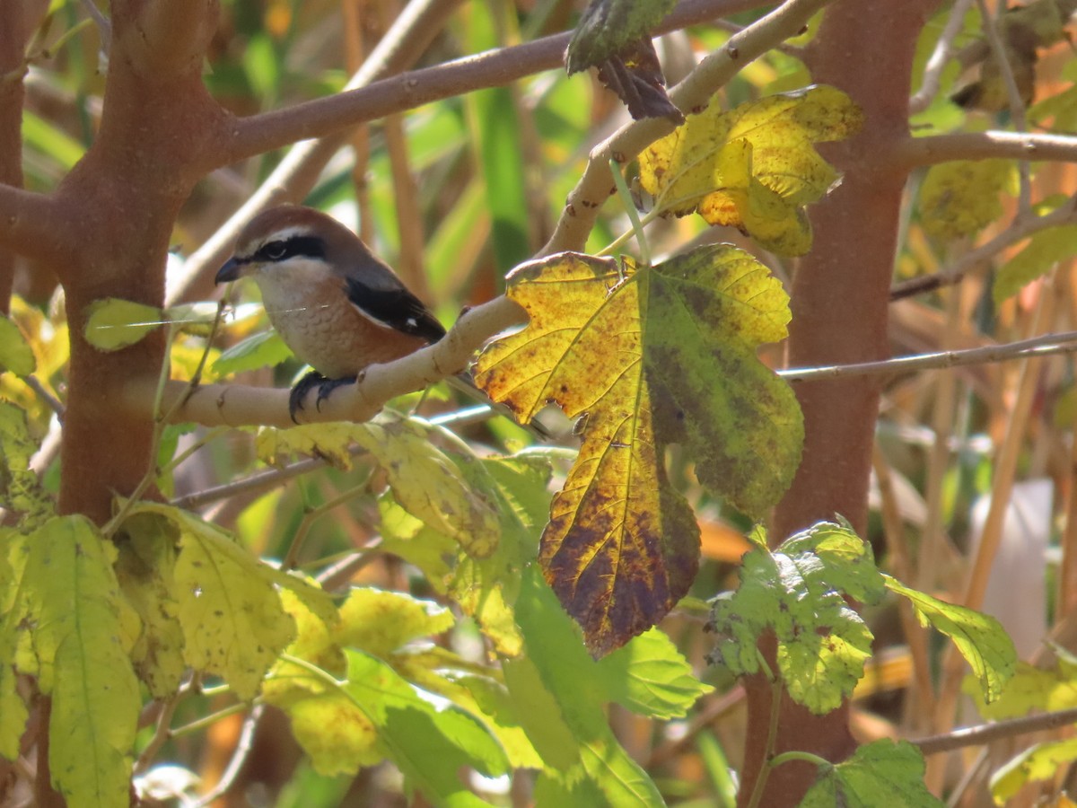 Сорокопуд японський - ML646093310